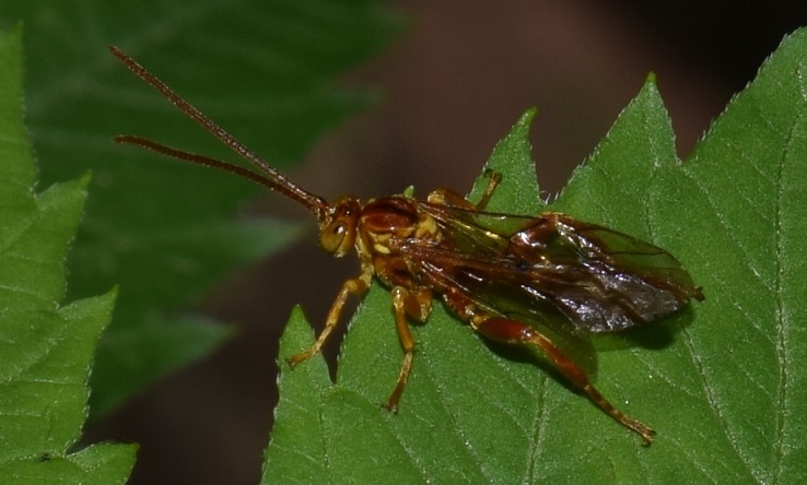 Ichneumonidae?  S, Theronia atalantae